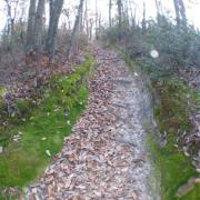 A fisheye photo of a trail at Black Run Preserve in Evesham Township, New Jersey. Photo by Laura Chenault.