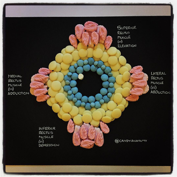 I m following candy anatomy laurachenault
