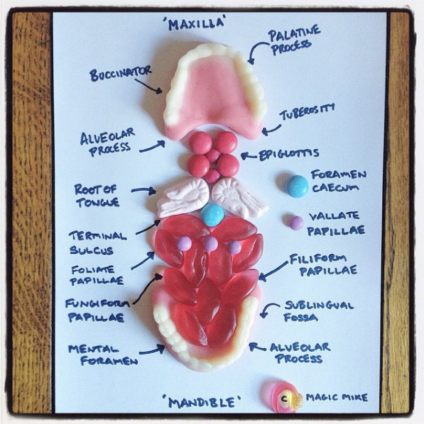 I m following candy anatomy laurachenault