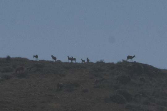 Tule Elks at Point Reyes