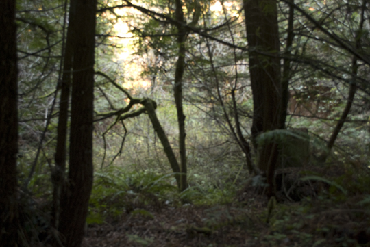 Purisima Creek Redwoods Open Space Preserve by Laura Chenault