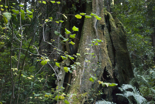 Purisima Creek Redwoods Open Space Preserve by Laura Chenault