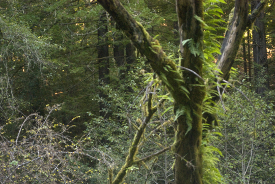 Purisima Creek Redwoods Open Space Preserve by Laura Chenault