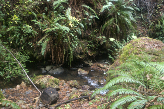 Purisima Creek Redwoods Open Space Preserve by Laura Chenault