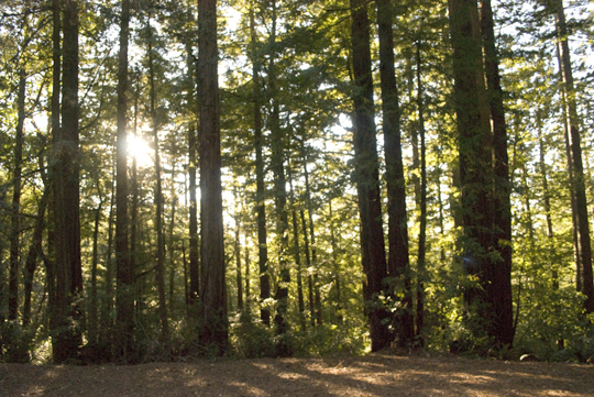 Purisima Creek Redwoods Open Space Preserve by Laura Chenault