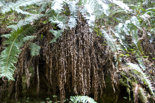 Purisima Creek Redwoods Open Space Preserve by Laura Chenault