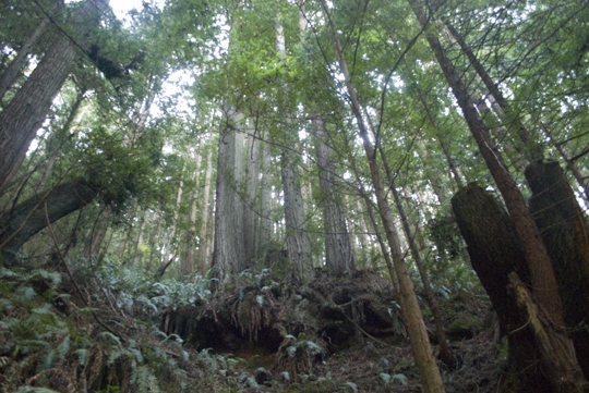 Purisima Creek Redwoods Open Space Preserve by Laura Chenault