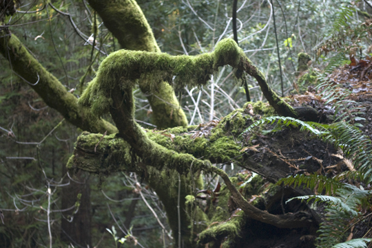 Purisima Creek Redwoods Open Space Preserve by Laura Chenault