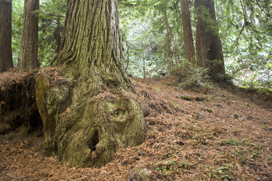 Purisima Creek Redwoods Open Space Preserve by Laura Chenault