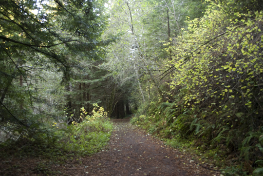 Purisima Creek Redwoods Open Space Preserve by Laura Chenault