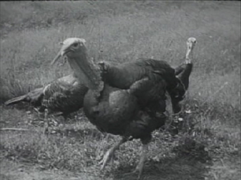Still from Thanksgiving Pi by Laura Chenault Still from Thanksgiving Pi by Laura Chenault