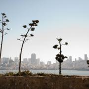 Photo from the Gardens at Alcatraz by Laura Chenault