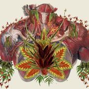 Grow by Travis Bedel is a collage of a torso collaged from images of muscles and botanicals.