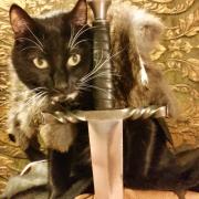 Jon Snow Cat - Photo of a cat dressed up like Jon Snow