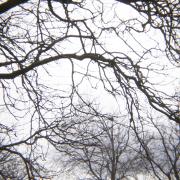 A photo of bare tree branches against a white sky by Laura Chenault – Exploring Prospect Point at Niagara Falls State Park 