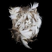 Tree swallow (Tachycineta bicolor) Nest by Sharon Beals